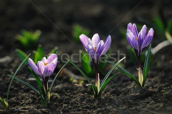 Crocus champ de fleurs printemps herbe vert hiver Photo stock © Moravska