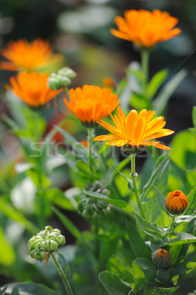 Herbal calendula in the garden Stock photo © Moravska