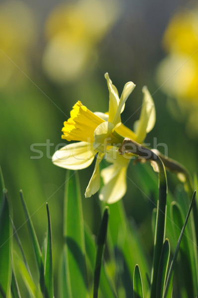Beautiful yellow daffodils in spring sunshine Stock photo © Moravska