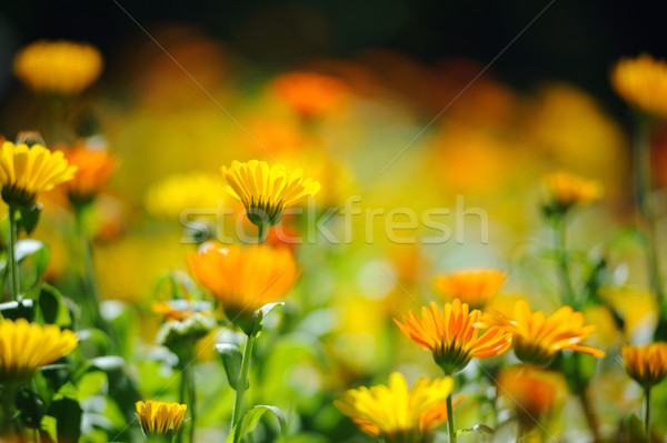 Beautiful herbal calendula field in spring time with sun rays Stock photo © Moravska