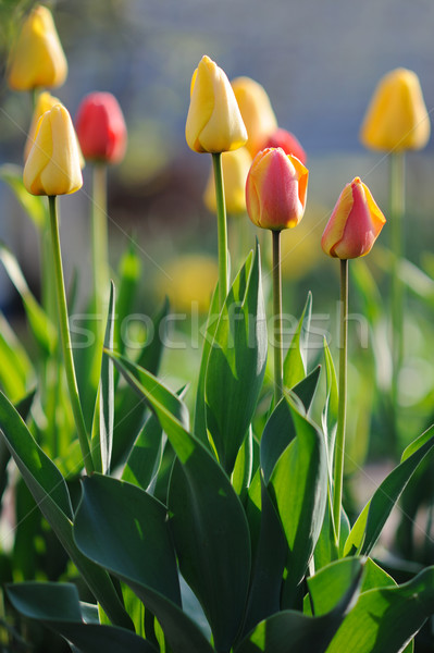 Beautiful tulips in spring time Stock photo © Moravska