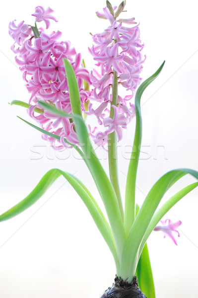 Colorful bouquet from beautiful pink hyacinth in blur Stock photo © Moravska
