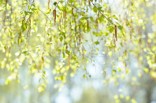 Naturalnych świeże wiosną gałązka selektywne focus streszczenie Zdjęcia stock © Moravska
