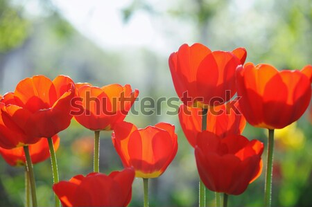 Beautiful tulips field in spring time with sun rays Stock photo © Moravska