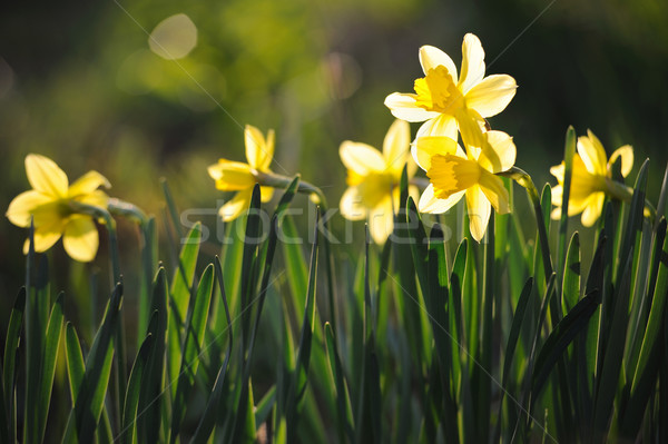 Stock photo: Beautiful yellow narcissus in spring garden