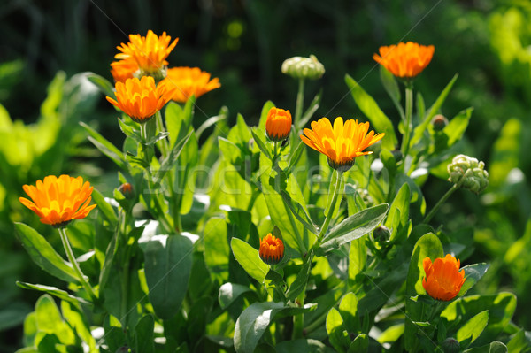 Beautiful herbal calendula field in spring time with sun rays Stock photo © Moravska