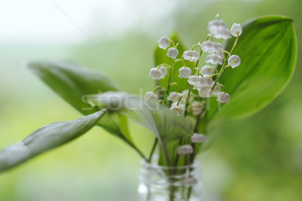 Lily of the valley bouquet in glass on natural background Stock photo © Moravska