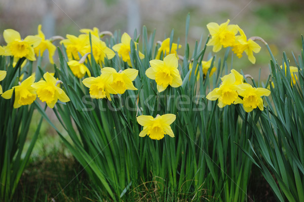 Beautiful yellow narcissus in spring garden Stock photo © Moravska