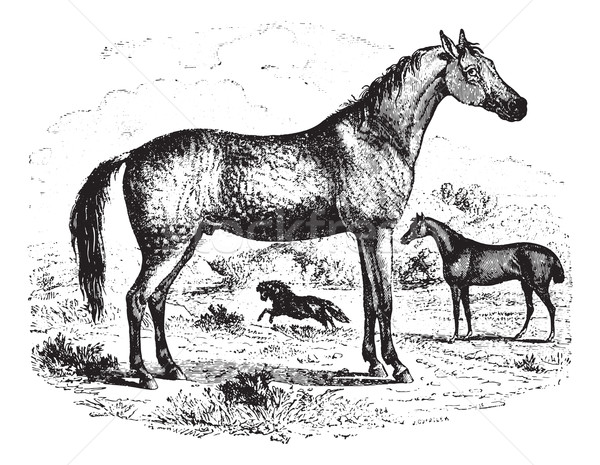 Horse, vintage engraving. Stock photo © Morphart