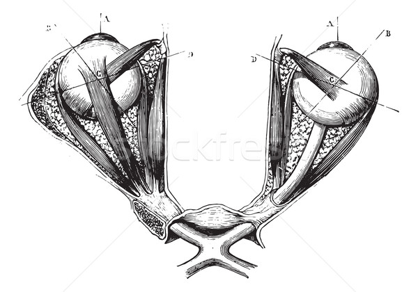 Optic chiasm and eye muscles, vintage engraving Stock photo © Morphart
