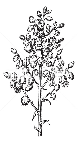 Chaparral yucca or common yucca vintage engraving Stock photo © Morphart