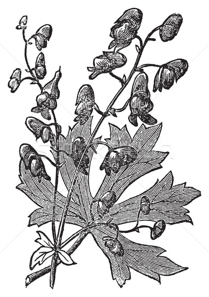 Stock photo: Flower of Monkshood or Aconitum napellus engraved illustration.