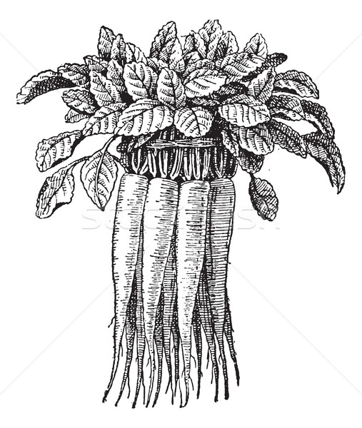 Stock photo: Campanula rapunculus or Rampion Bellflower vintage engraving