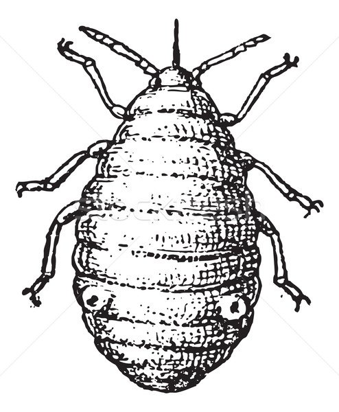 Stock photo: Aphid or plant lice, vintage engraving.