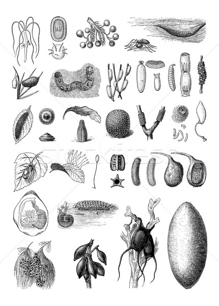 Eggs of Different Species of Animals, vintage engraving Stock photo © Morphart
