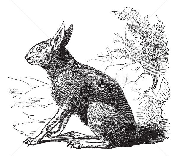 Patagonian Mara or Dolichotis patagonum, rodent, vintage engravi Stock photo © Morphart