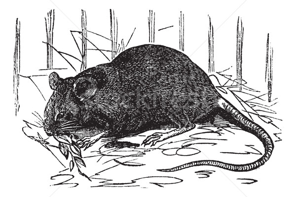 House mouse or Mus musculus vintage engraving Stock photo © Morphart