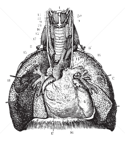 Main reports of the lungs. (Thoracic organs seen by their front  Stock photo © Morphart