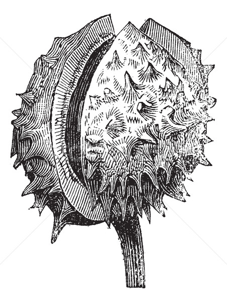 Common Horehound or Marrubium vulgare vintage engraving Stock photo © Morphart
