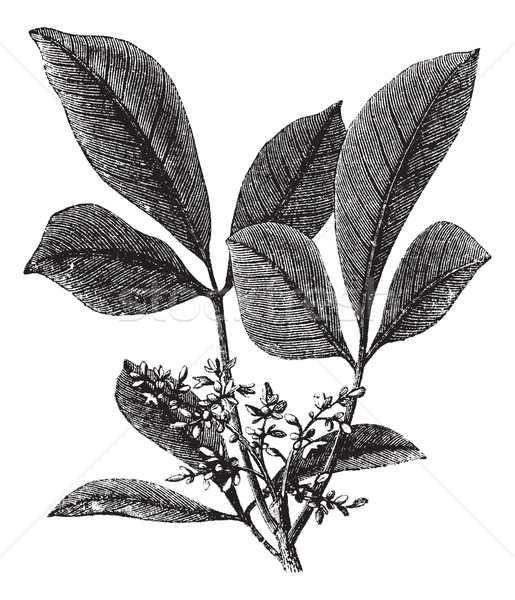 Siphonia elastic or Elastic- gum tree vintage engraving Stock photo © Morphart
