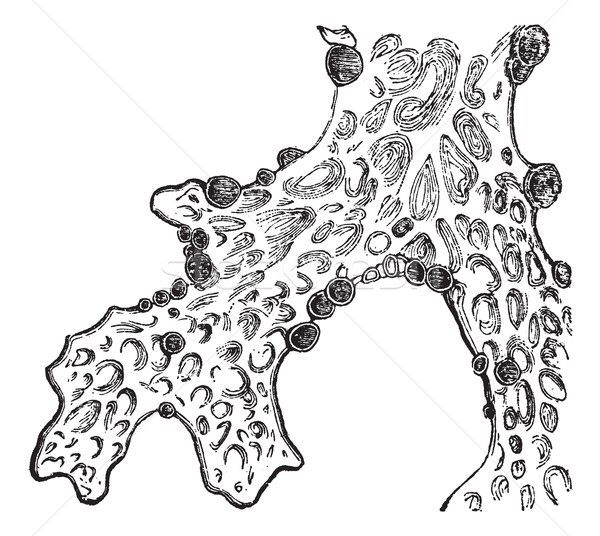 Lung lichen (Sticta pulmonacea) or lung lichen vintage engraving Stock photo © Morphart
