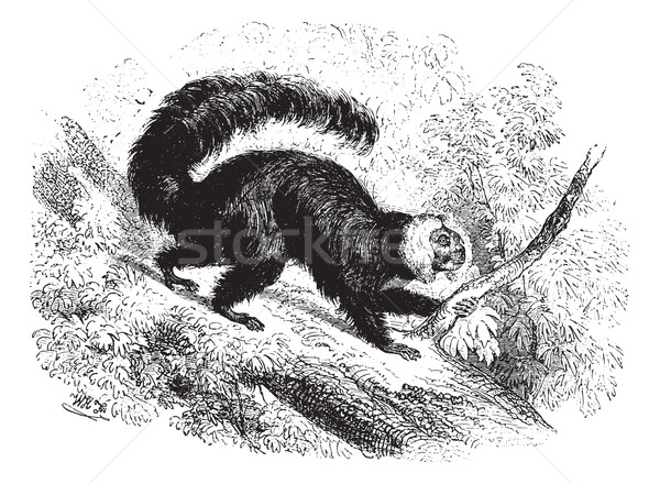 Guenon, vintage engraving. Stock photo © Morphart