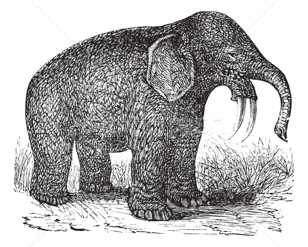 Dinotherium or Hoe Tusker or Dinotherium giganteum, vintage engr Stock photo © Morphart