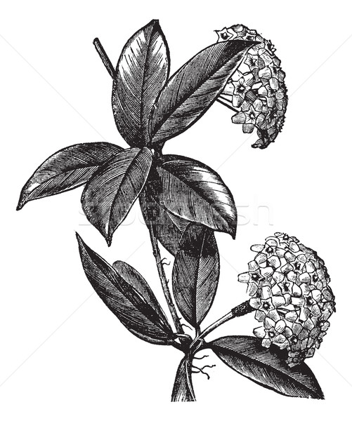 Stock photo: Hoya carnosa or wax plant vintage engraving