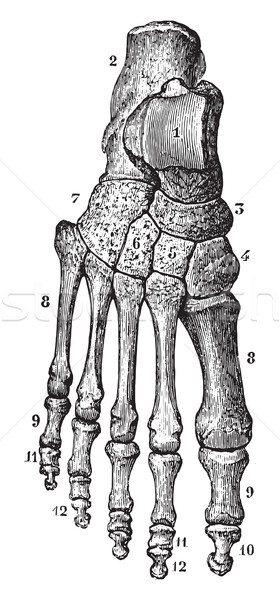 Stock photo: Skeleton of the foot, vintage engraving.