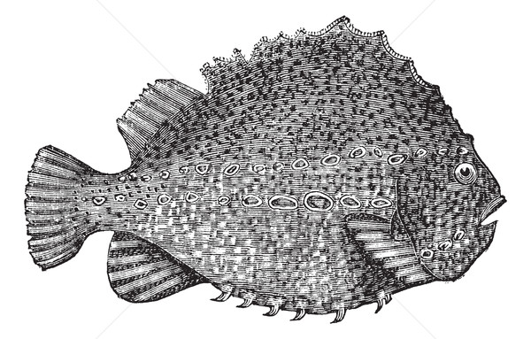 Lumpsucker or Cyclopterus lumpus vintage engraving Stock photo © Morphart