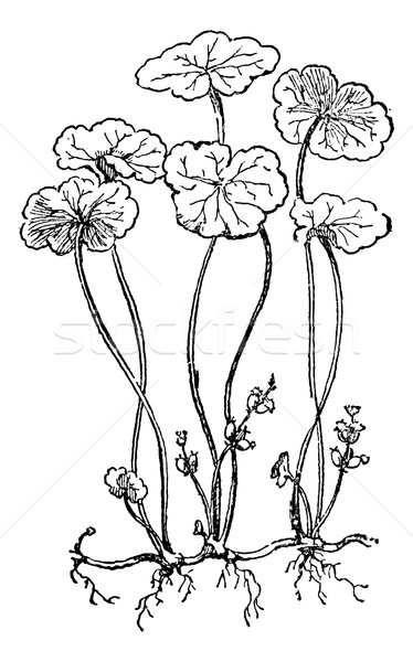 Hydrocotyle vulgaris or Marsh Pennywort, vintage engraving. Stock photo © Morphart