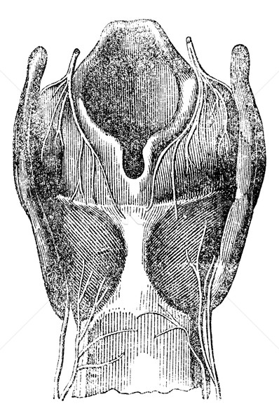 Arytenoid cartilage, vintage engraving. Stock photo © Morphart