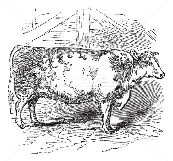 Beef Shorthorn, cattle, Durham, England, vintage engraving. Stock photo © Morphart