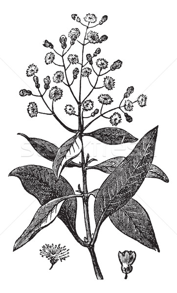 Allspice or Jamaica Pepper or Kurundu or Myrtle Pepper or Piment Stock photo © Morphart