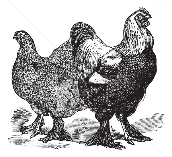 Stock photo: Male and female of Brahmas (chicken) vintage engraving