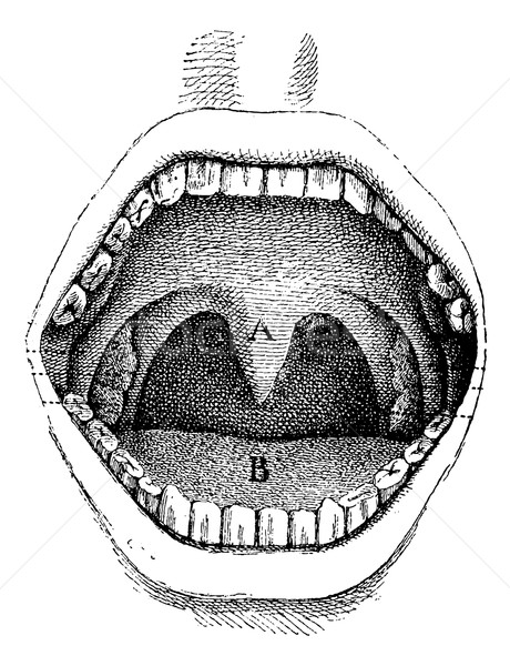 Stock photo: Mouth (inside of the cavity), vintage engraving.