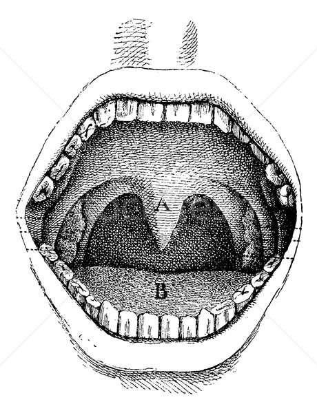 рот внутри полость Vintage Сток-фото © Morphart