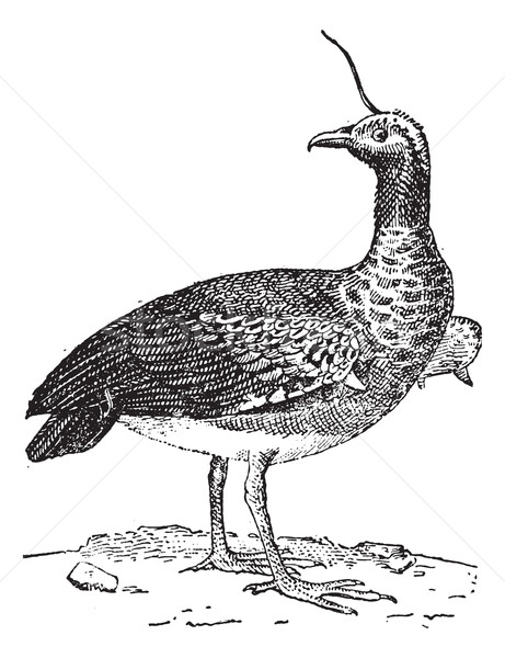 Kamichi or Horned Screamer (Anhima cornuta), vintage engraving. Stock photo © Morphart