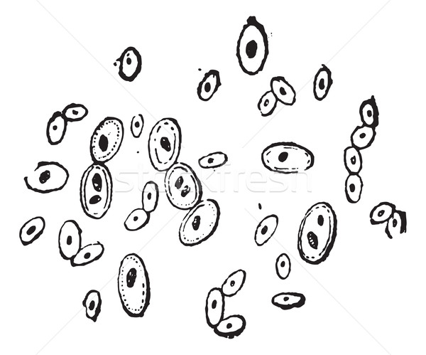 Brewer's Yeast or Saccharomyces cerevisiae, vintage engraving Stock photo © Morphart