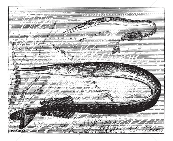 Garfish or Sea needle, vintage engraving. Stock photo © Morphart