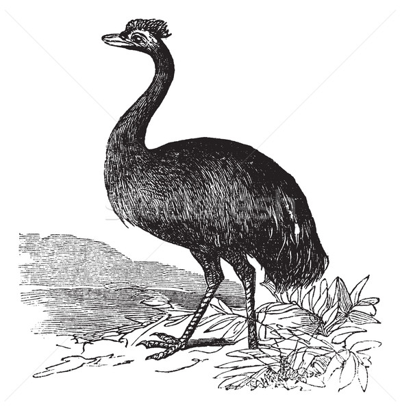 Emu or Dromaius novaehollandiae, vintage engraving Stock photo © Morphart