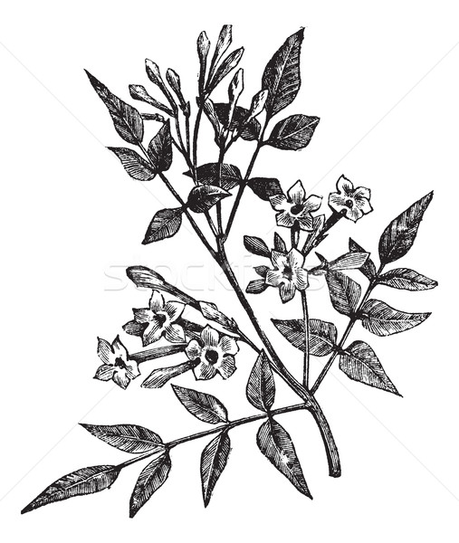 Common Jasmine or Jasminum officinale vintage engraving Stock photo © Morphart