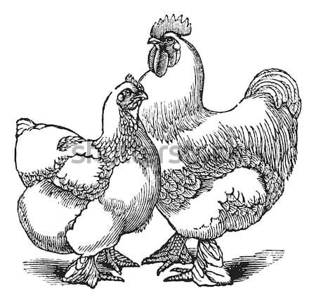Hen and rooster of Cochin or Cochin China (chicken) vintage engr Stock photo © Morphart