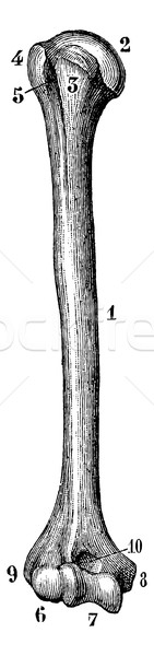 Humerus of the right side (from its front face), vintage engravi Stock photo © Morphart