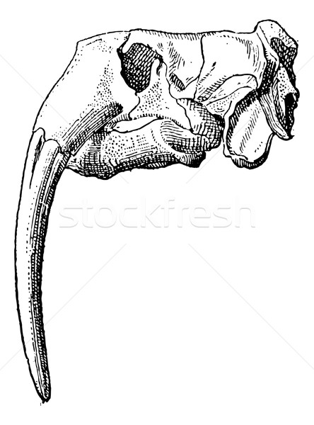 Ivory, walrus skull, vintage engraving. Stock photo © Morphart