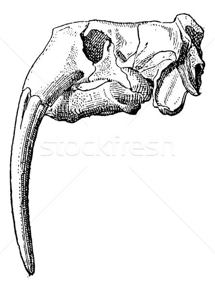 象牙 海象 頭骨 復古 雕刻 刻 商業照片 © Morphart
