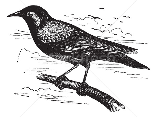 Common Starling or European Starling or Sturnus vulgaris, vintag Stock photo © Morphart