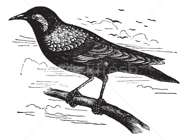 Stock photo: Common Starling or European Starling or Sturnus vulgaris, vintag