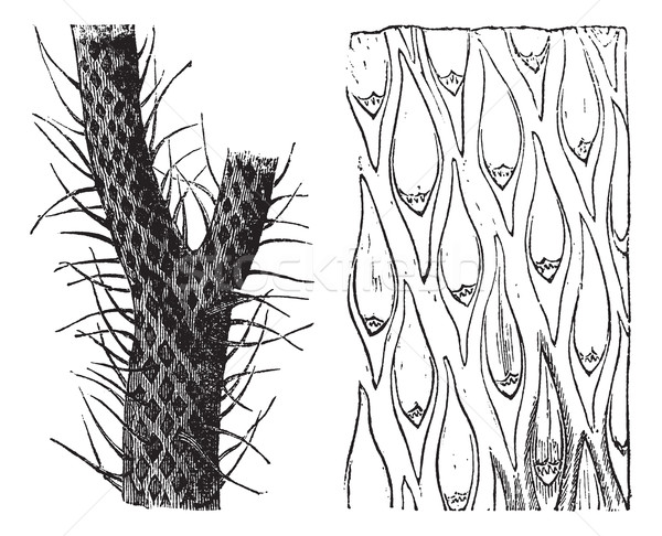 Lepidodendron, vintage engraving Stock photo © Morphart