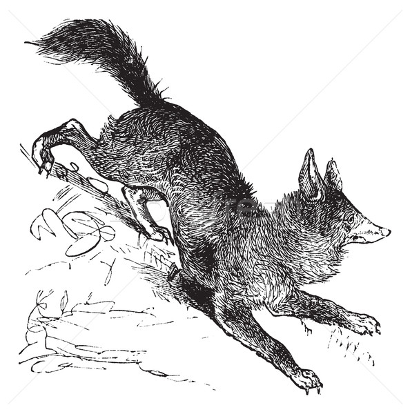 Red Fox or Vulpes vulpes vintage engraving Stock photo © Morphart